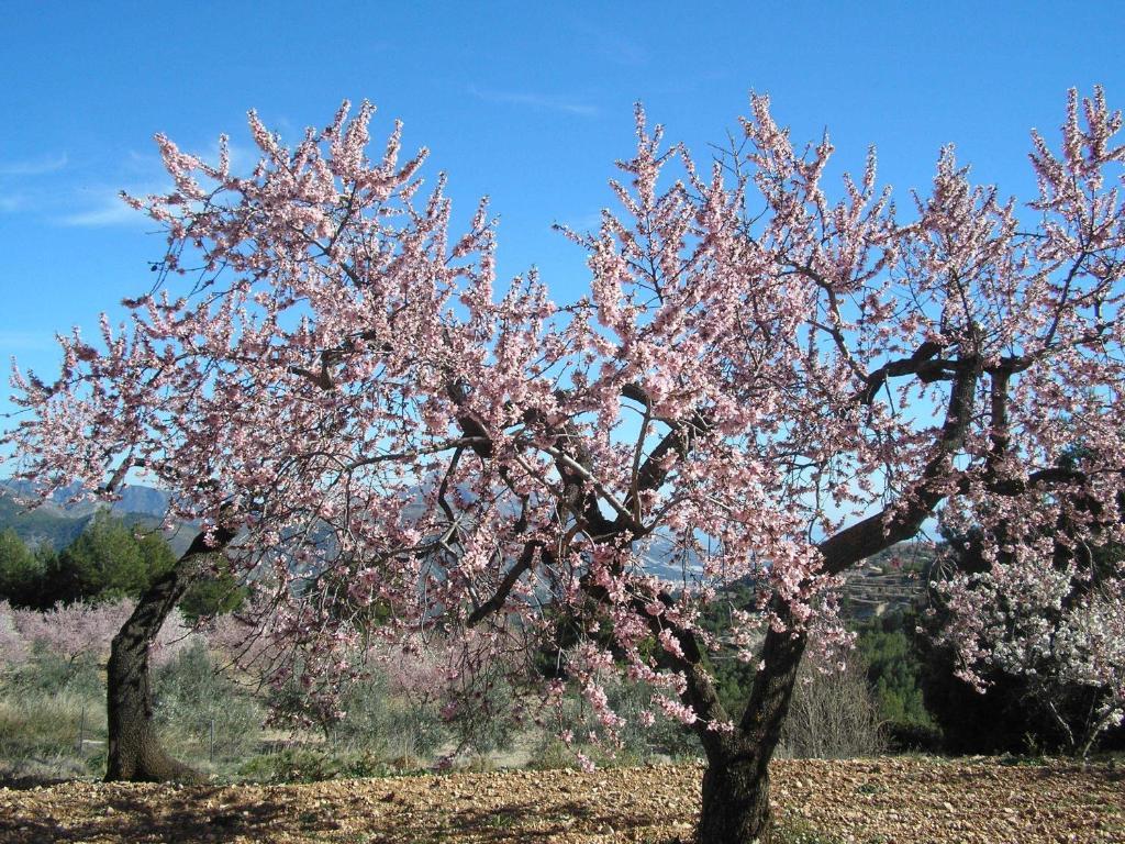 Apartamentos Serrella - Rural Guadalest Benimantell Extérieur photo